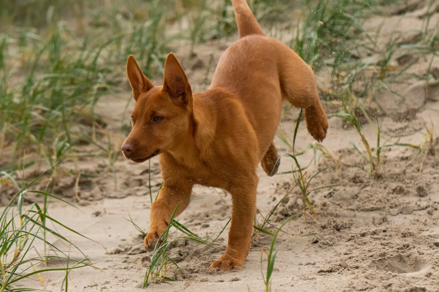 Einen Australian Kelpie Welpen zu kaufen, bedeutet Verantwortung zu übernehmen! Australian Kelpie Welpen kaufen.