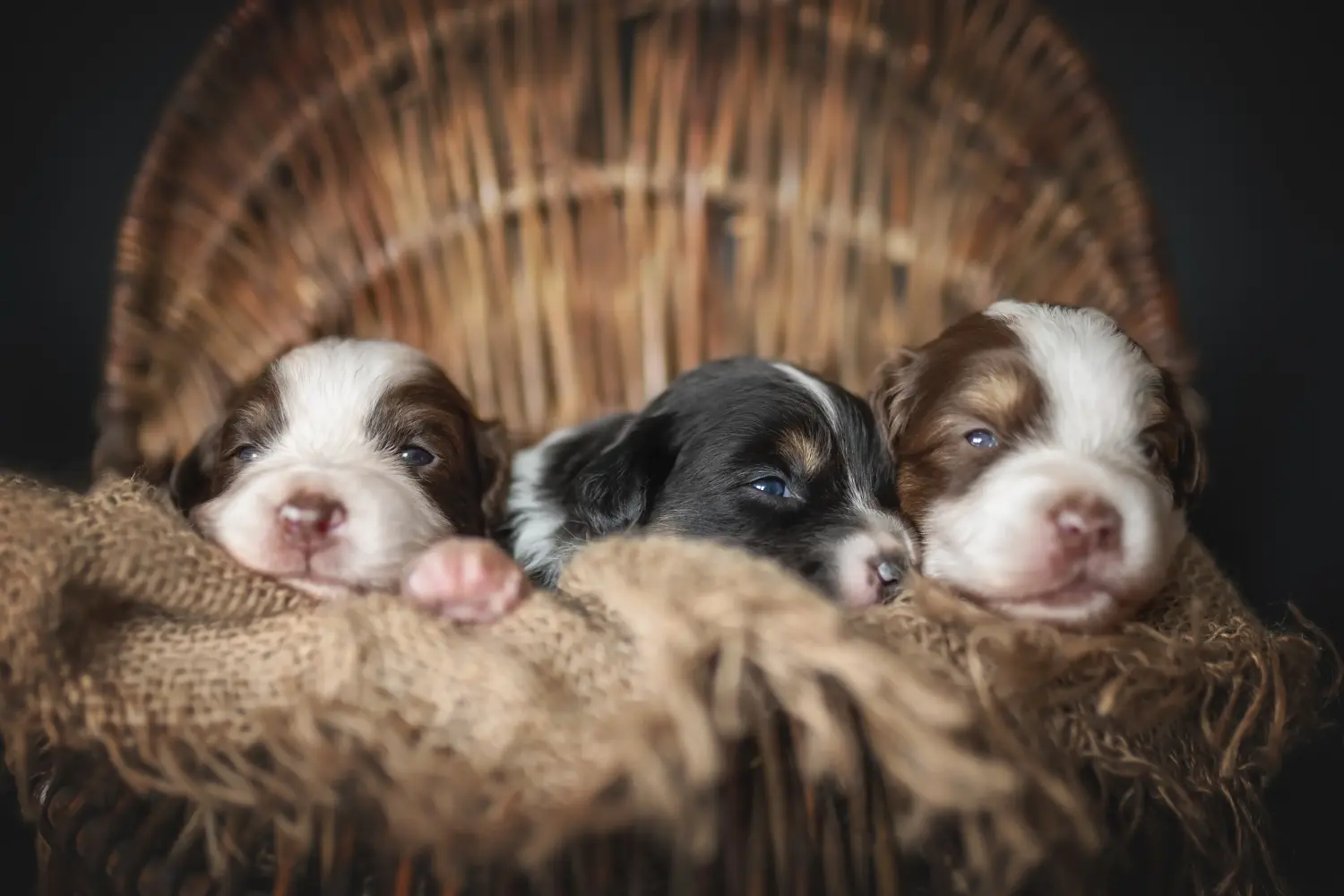 Einen Australian Shepherd Welpen zu kaufen, bedeutet Verantwortung zu übernehmen! Australian Shepherd Welpen kaufen.
