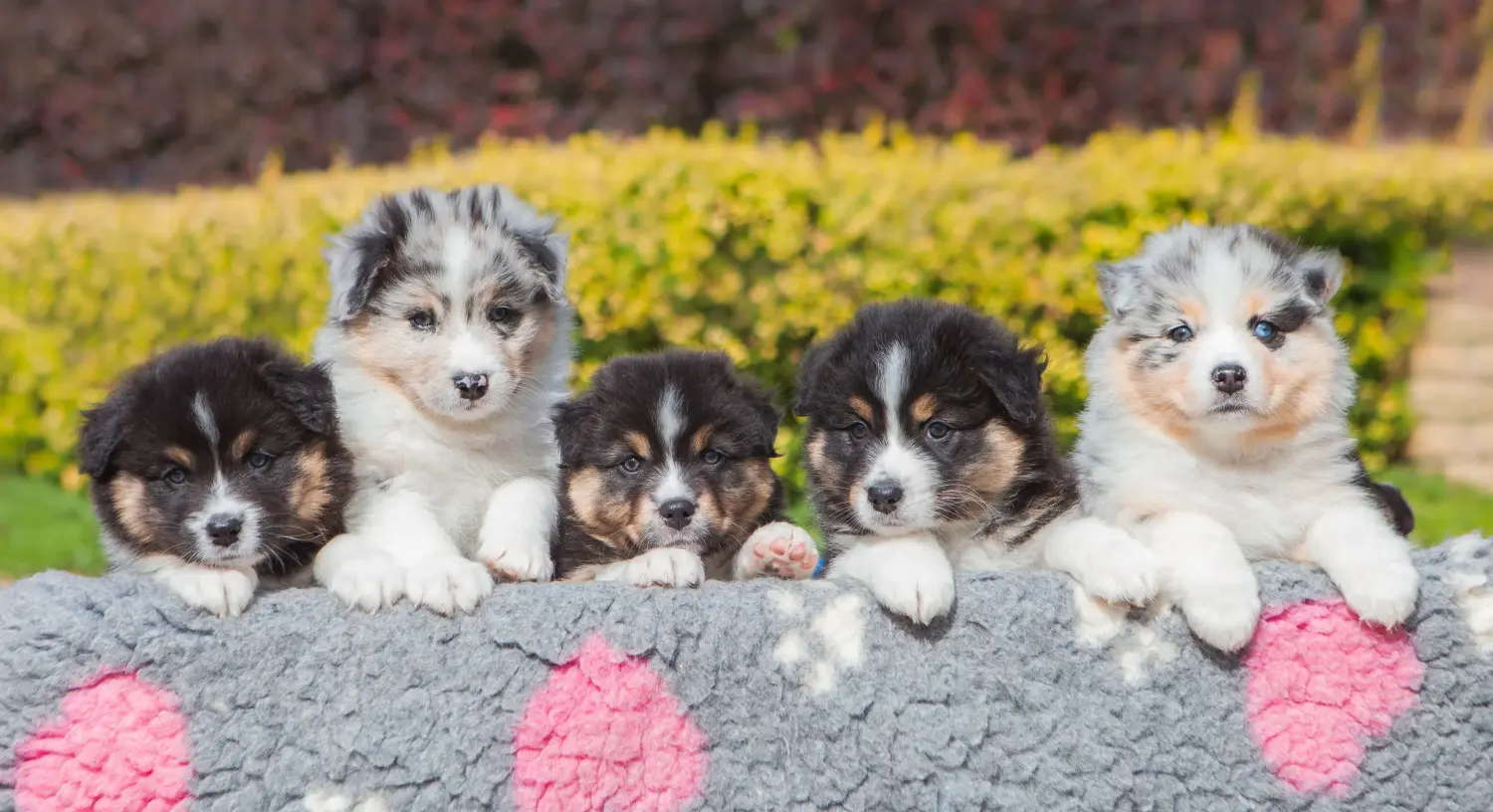 Einen Australian Shepherd Welpen zu kaufen, bedeutet Verantwortung zu übernehmen! Australian Shepherd Welpen kaufen.