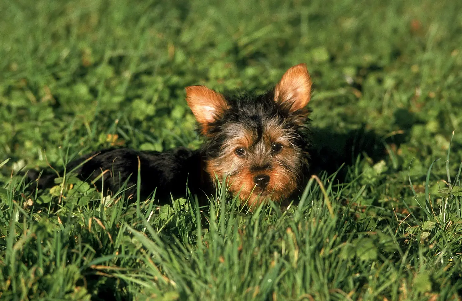 Einen Australian Silky Terrier Welpen zu kaufen, bedeutet Verantwortung zu übernehmen! Australian Silky Terrier Welpen kaufen.