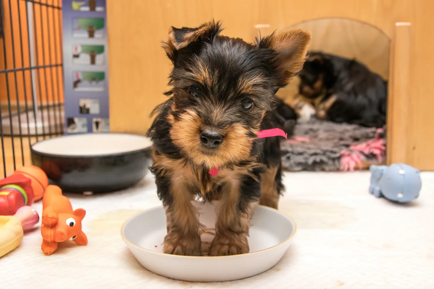 Einen Australian Silky Terrier Welpen zu kaufen, bedeutet Verantwortung zu übernehmen! Australian Silky Terrier Welpen kaufen.