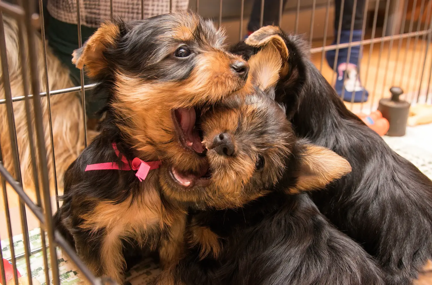 Einen Australian Silky Terrier Welpen zu kaufen, bedeutet Verantwortung zu übernehmen! Australian Silky Terrier Welpen kaufen.