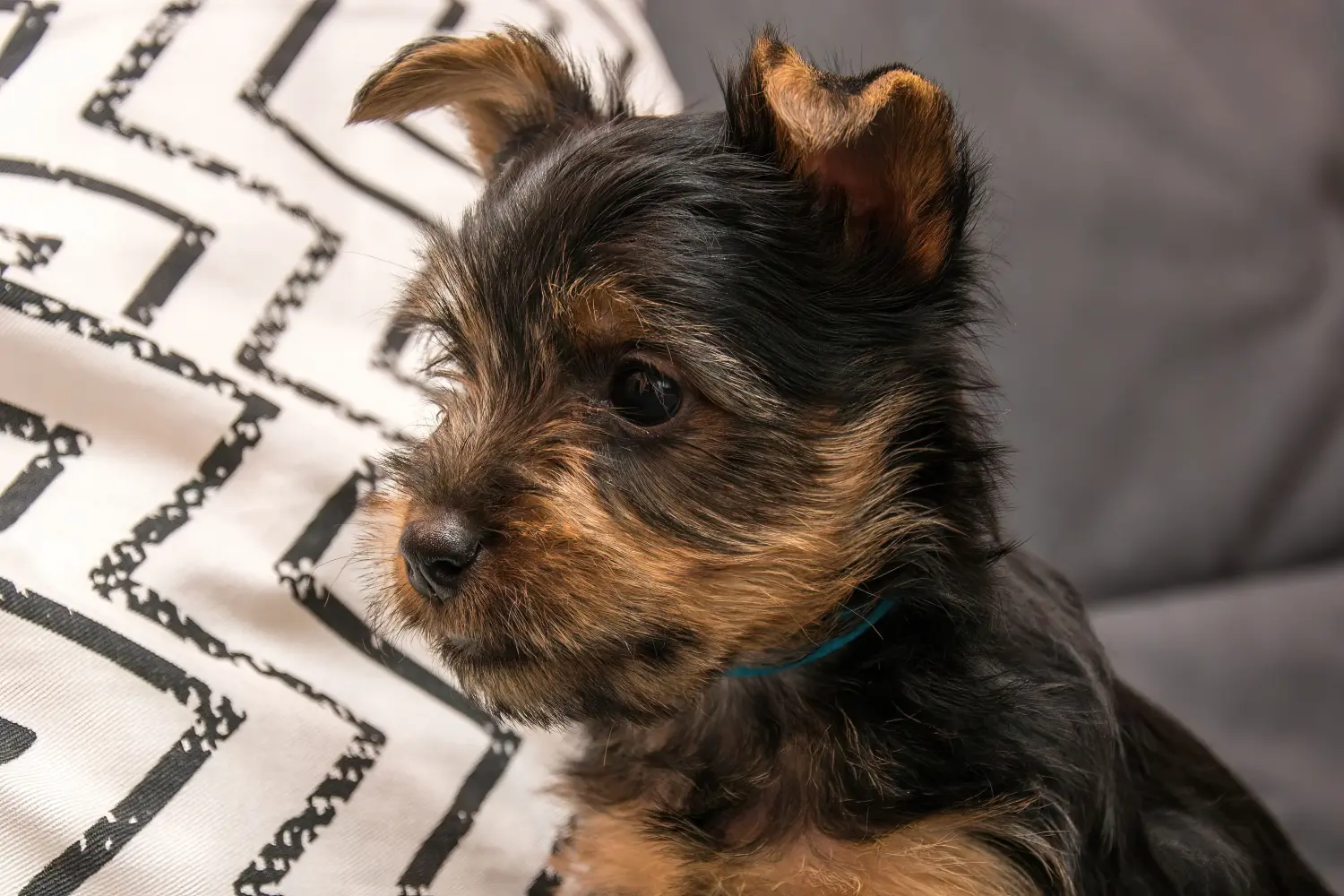 Einen Australian Silky Terrier Welpen zu kaufen, bedeutet Verantwortung zu übernehmen! Australian Silky Terrier Welpen kaufen.