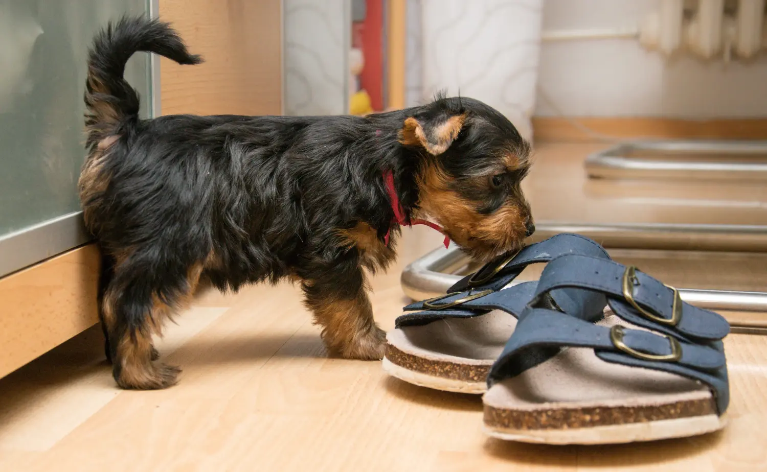 Einen Australian Silky Terrier Welpen zu kaufen, bedeutet Verantwortung zu übernehmen! Australian Silky Terrier Welpen kaufen.