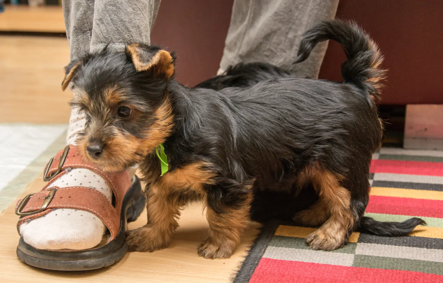Einen Australian Silky Terrier Welpen zu kaufen, bedeutet Verantwortung zu übernehmen! Australian Silky Terrier Welpen kaufen.