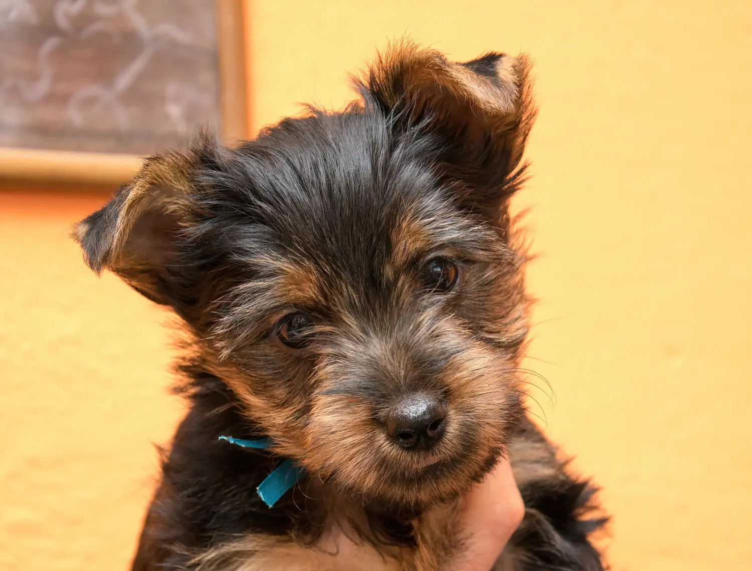 Einen Australian Silky Terrier Welpen zu kaufen, bedeutet Verantwortung zu übernehmen! Australian Silky Terrier Welpen kaufen.