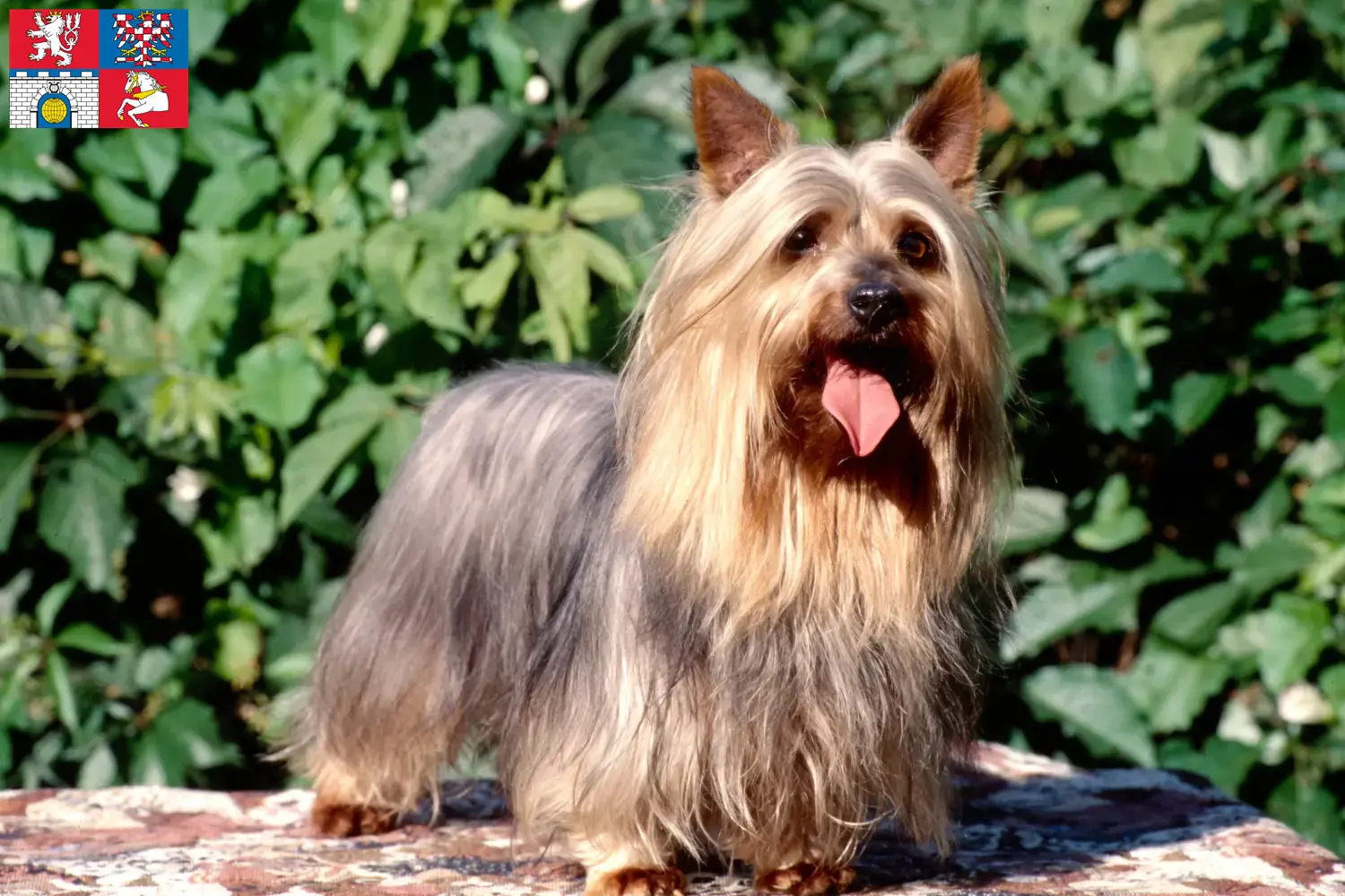 Australian Silky Terrier Welpen und Züchter Pardubice Hier findest Du Australian Silky Terrier Züchter in Pardubice.