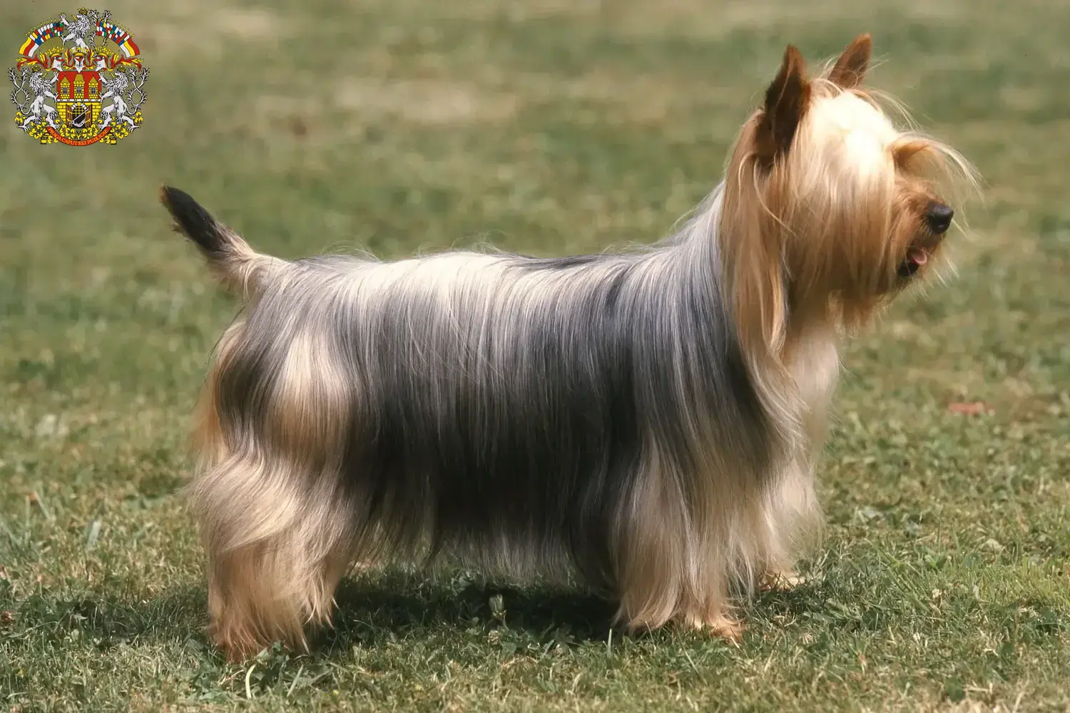 Australian Silky Terrier Welpen und Züchter Prag Hier findest Du Australian Silky Terrier Züchter in Prag.