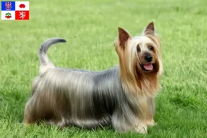 Mehr über den Artikel erfahren Australian Silky Terrier Züchter und Welpen in Vysočina