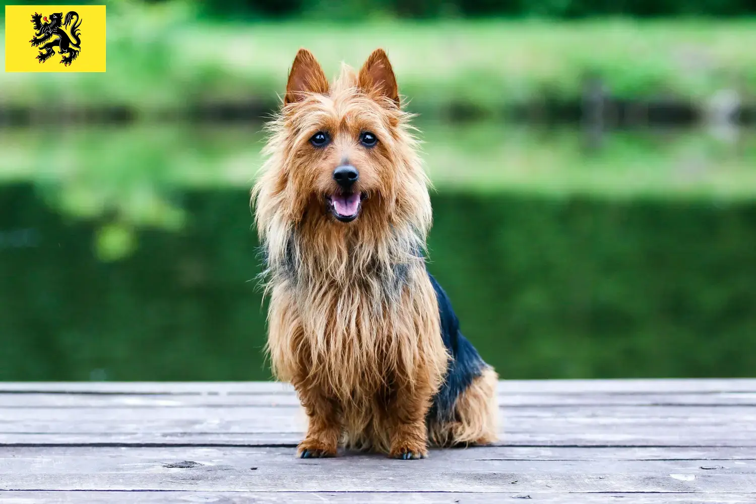 Australian Terrier Welpen und Züchter Flandern Hier findest Du Australian Terrier Züchter in Flandern.
