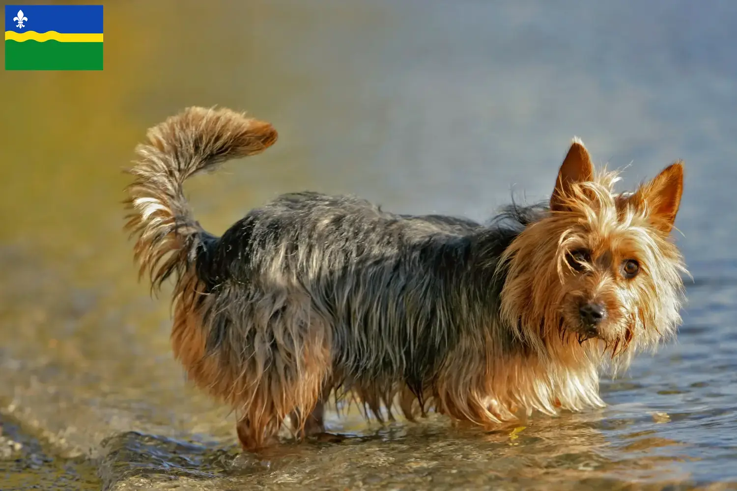 Australian Terrier Welpen und Züchter Flevoland Hier findest Du Australian Terrier Züchter in Flevoland.