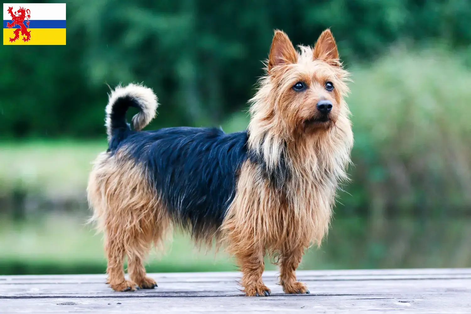 Australian Terrier Welpen und Züchter Limburg Hier findest Du Australian Terrier Züchter in Limburg.