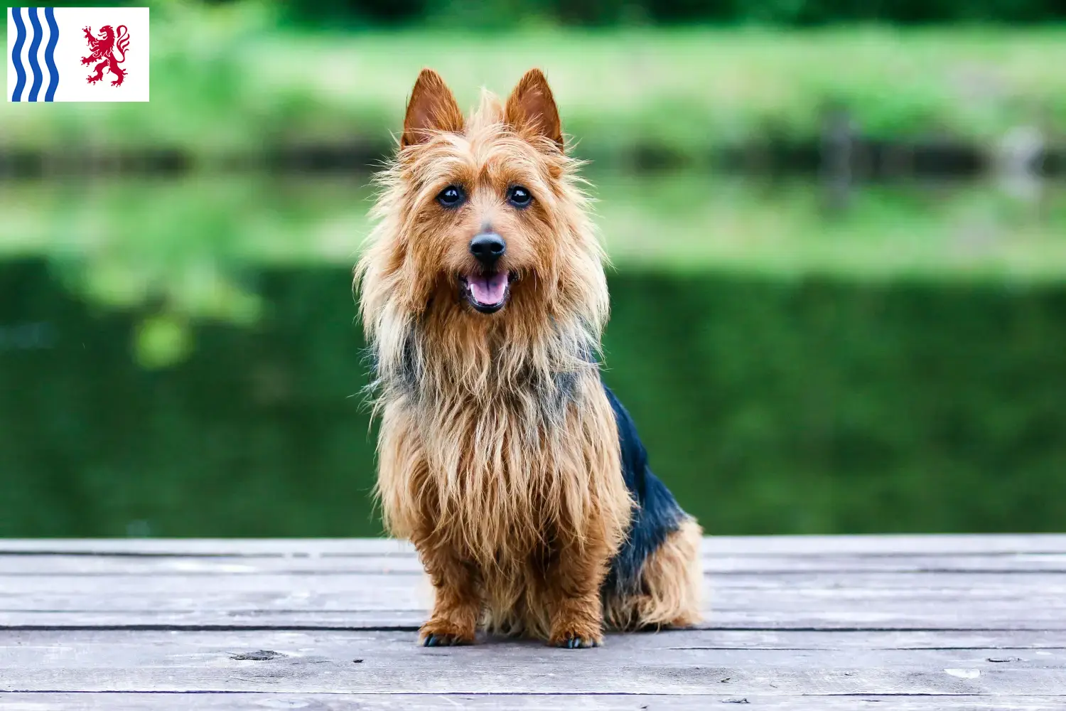 Australian Terrier Welpen und Züchter Nouvelle-Aquitaine Hier findest Du Australian Terrier Züchter in Nouvelle-Aquitaine.