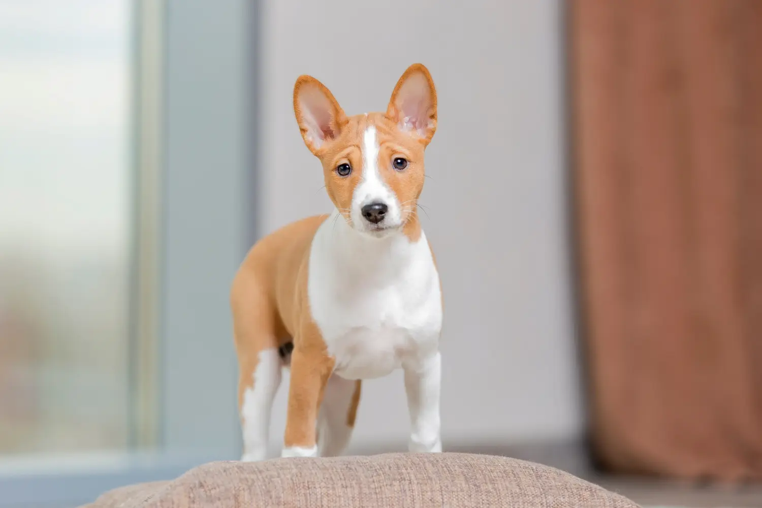 Einen Basenji Welpen zu kaufen, bedeutet Verantwortung zu übernehmen! Basenji Welpen kaufen.