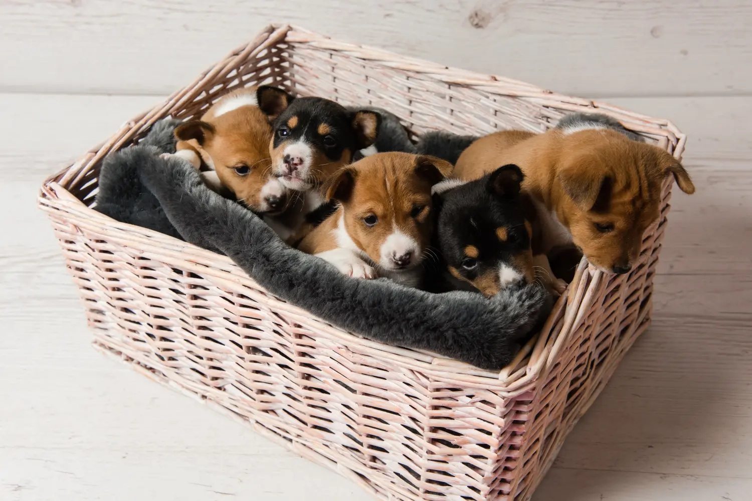 Einen Basenji Welpen zu kaufen, bedeutet Verantwortung zu übernehmen! Basenji Welpen kaufen.