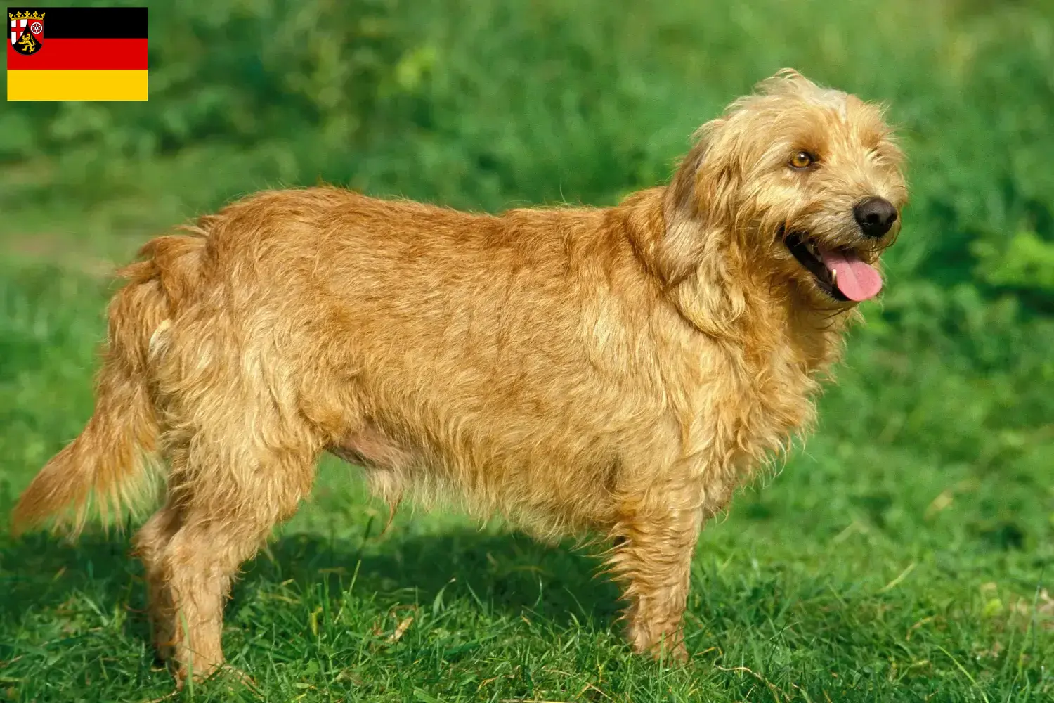 Basset fauve de Bretagne Welpen und Züchter Rheinland-Pfalz Hier findest Du Basset fauve de Bretagne Züchter in Rheinland-Pfalz.