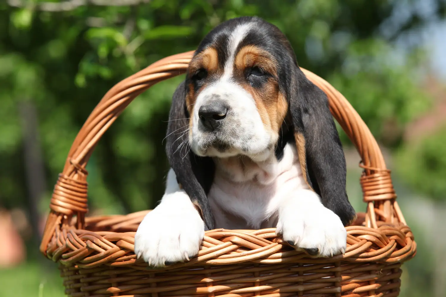 Einen Basset Hound Welpen zu kaufen, bedeutet Verantwortung zu übernehmen! Basset Hound Welpen kaufen.