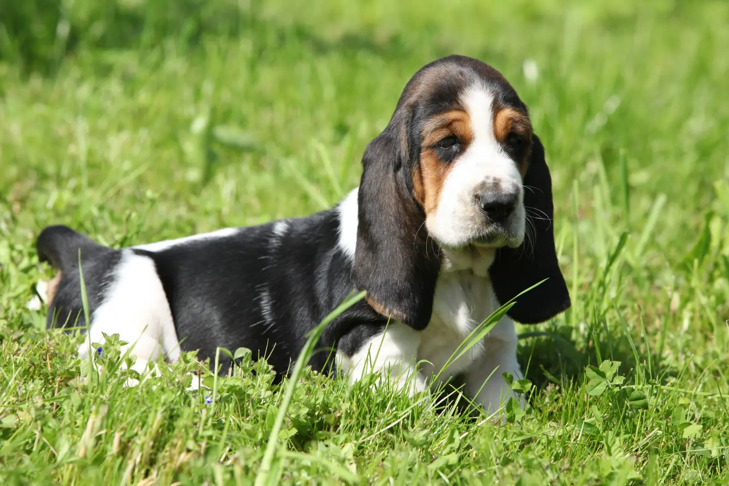 Einen Basset Hound Welpen zu kaufen, bedeutet Verantwortung zu übernehmen! Basset Hound Welpen kaufen.