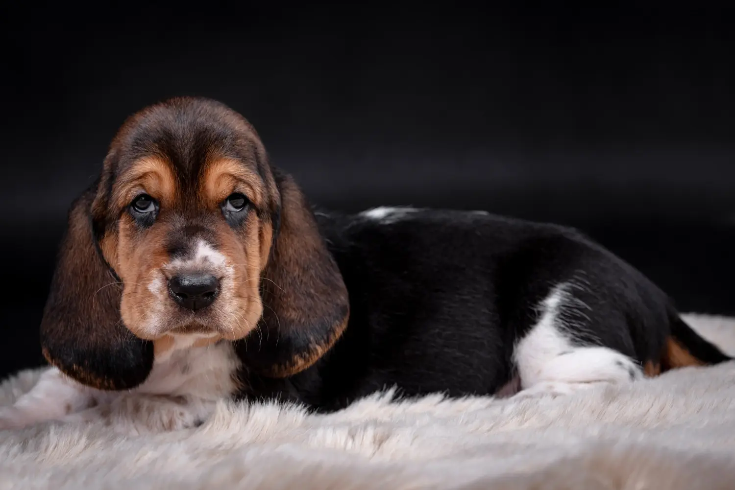 Einen Basset Hound Welpen zu kaufen, bedeutet Verantwortung zu übernehmen! Basset Hound Welpen kaufen.