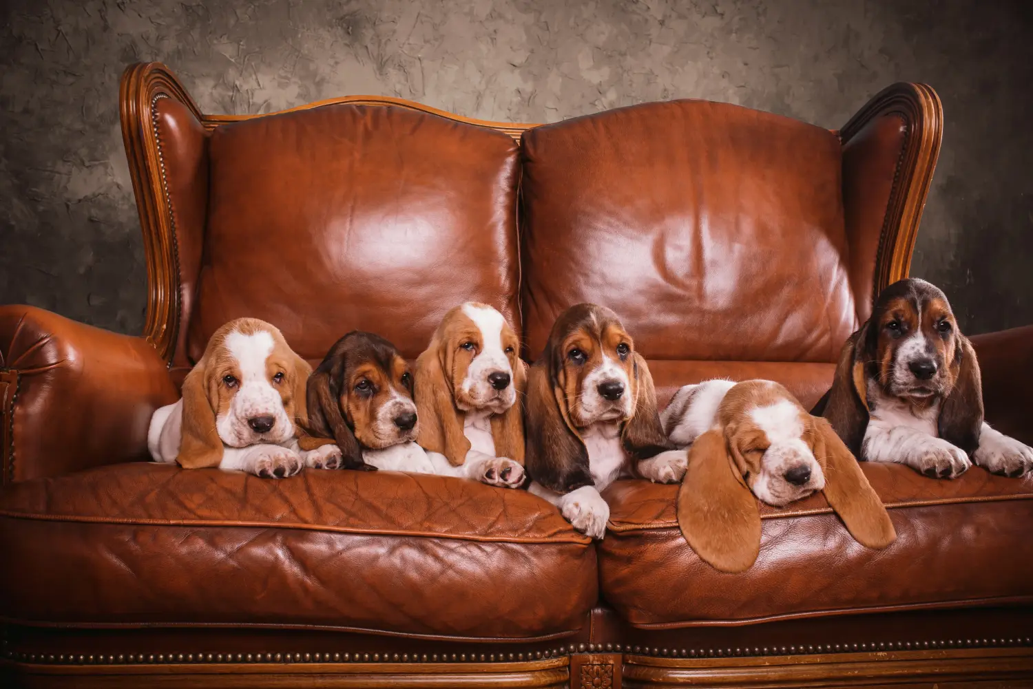 Einen Basset Hound Welpen zu kaufen, bedeutet Verantwortung zu übernehmen! Basset Hound Welpen kaufen.