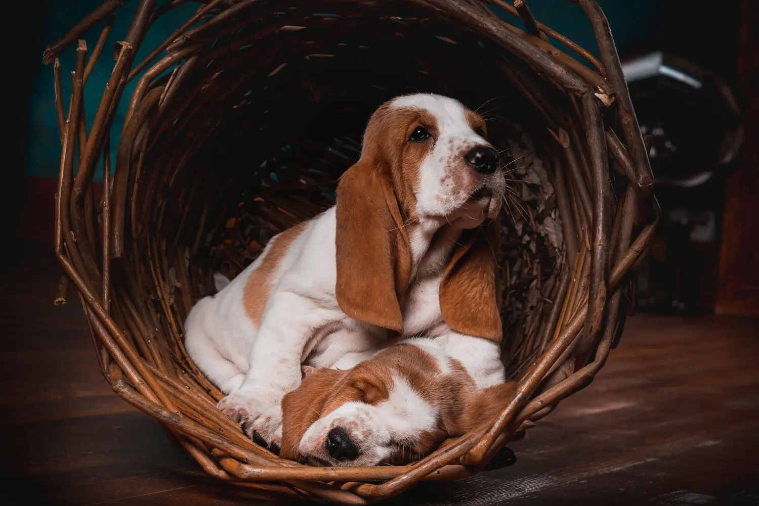 Einen Basset Hound Welpen zu kaufen, bedeutet Verantwortung zu übernehmen! Basset Hound Welpen kaufen.