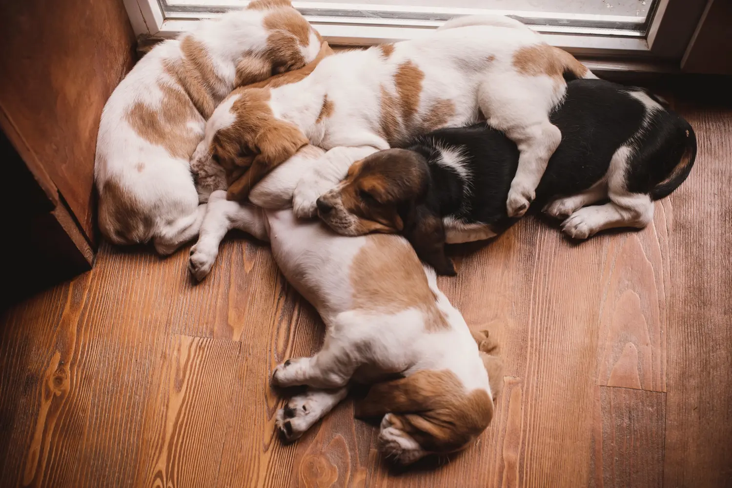 Einen Basset Hound Welpen zu kaufen, bedeutet Verantwortung zu übernehmen! Basset Hound Welpen kaufen.