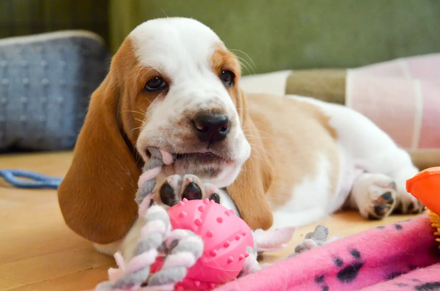 Einen Basset Hound Welpen zu kaufen, bedeutet Verantwortung zu übernehmen! Basset Hound Welpen kaufen.