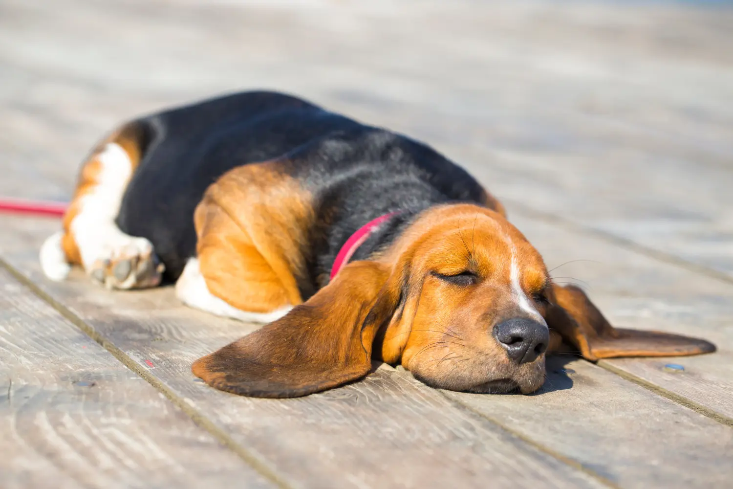 Einen Basset Hound Welpen zu kaufen, bedeutet Verantwortung zu übernehmen! Basset Hound Welpen kaufen.