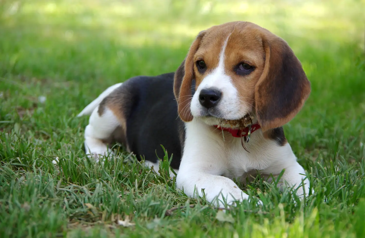 Einen Beagle Welpen zu kaufen, bedeutet Verantwortung zu übernehmen! Beagle Welpen kaufen.