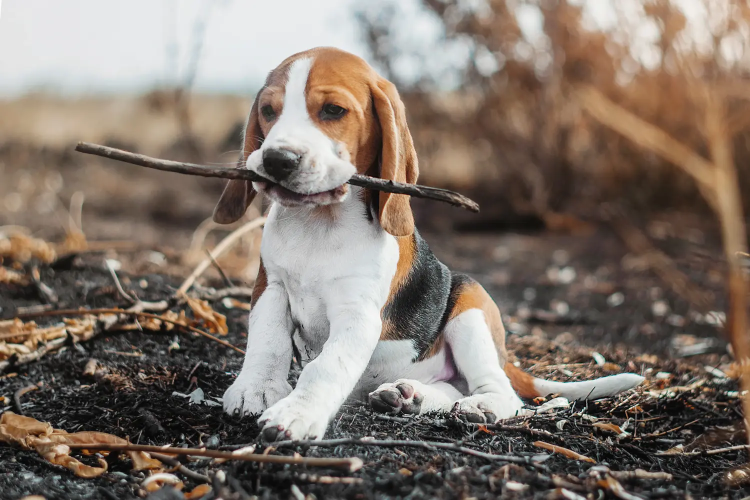 Einen Beagle Welpen zu kaufen, bedeutet Verantwortung zu übernehmen! Beagle Welpen kaufen.