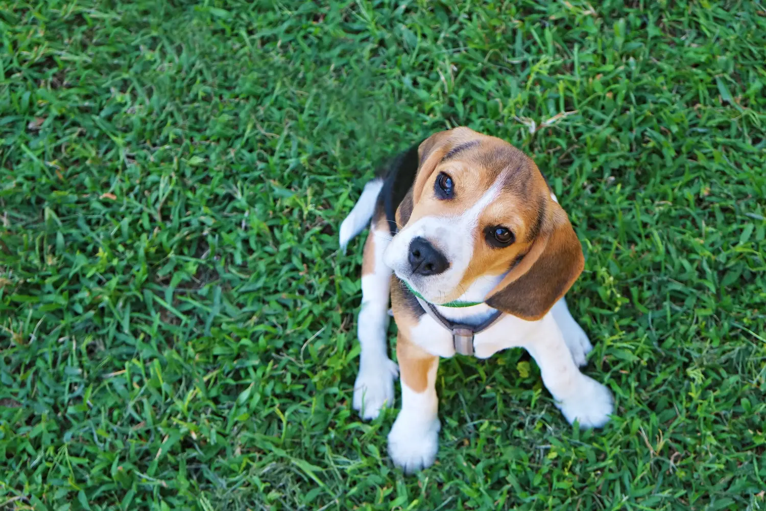 Einen Beagle Welpen zu kaufen, bedeutet Verantwortung zu übernehmen! Beagle Welpen kaufen.