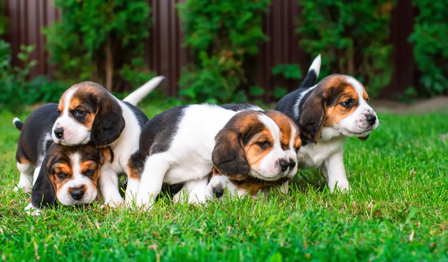 Einen Beagle Welpen zu kaufen, bedeutet Verantwortung zu übernehmen! Beagle Welpen kaufen.