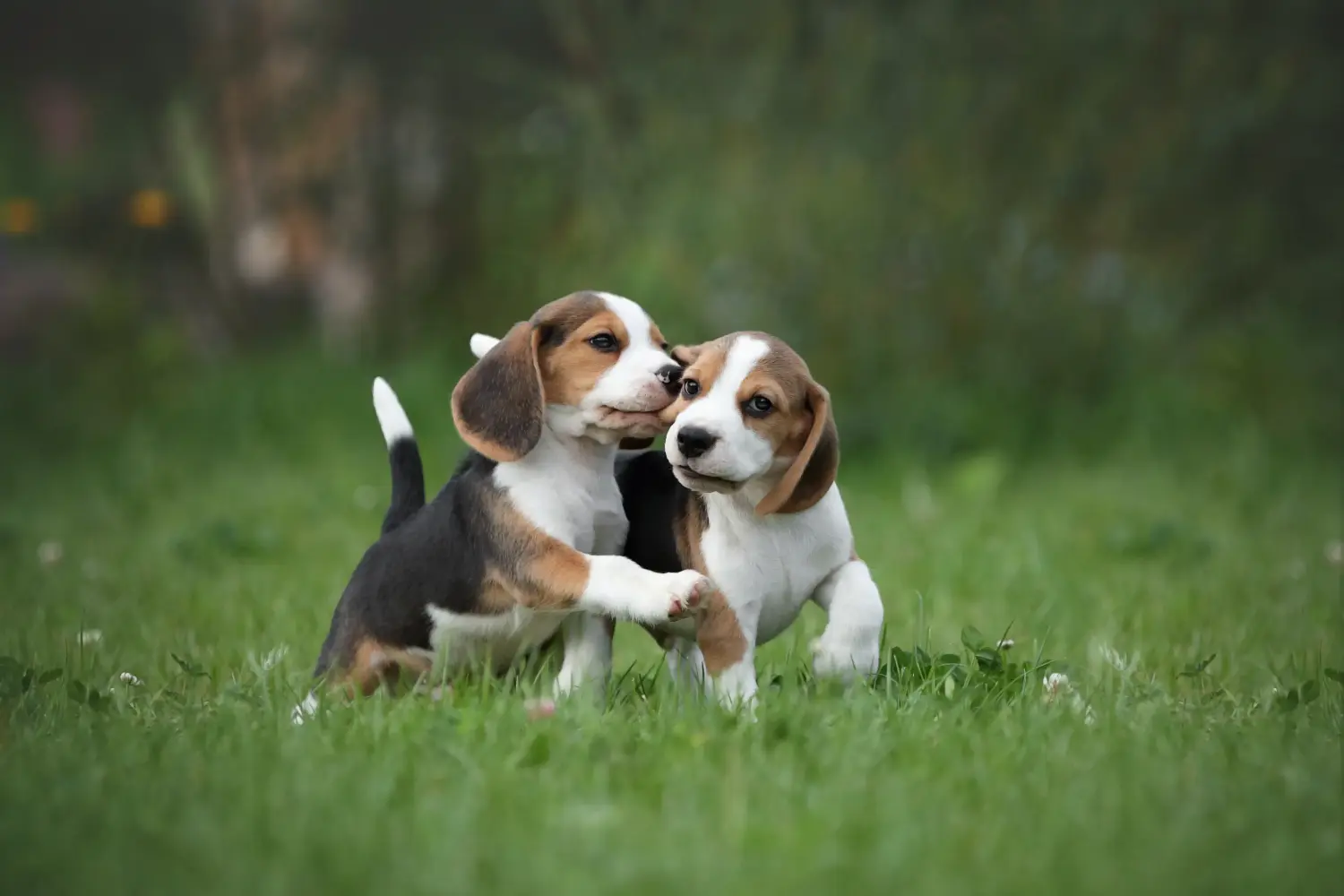 Einen Beagle Welpen zu kaufen, bedeutet Verantwortung zu übernehmen! Beagle Welpen kaufen.