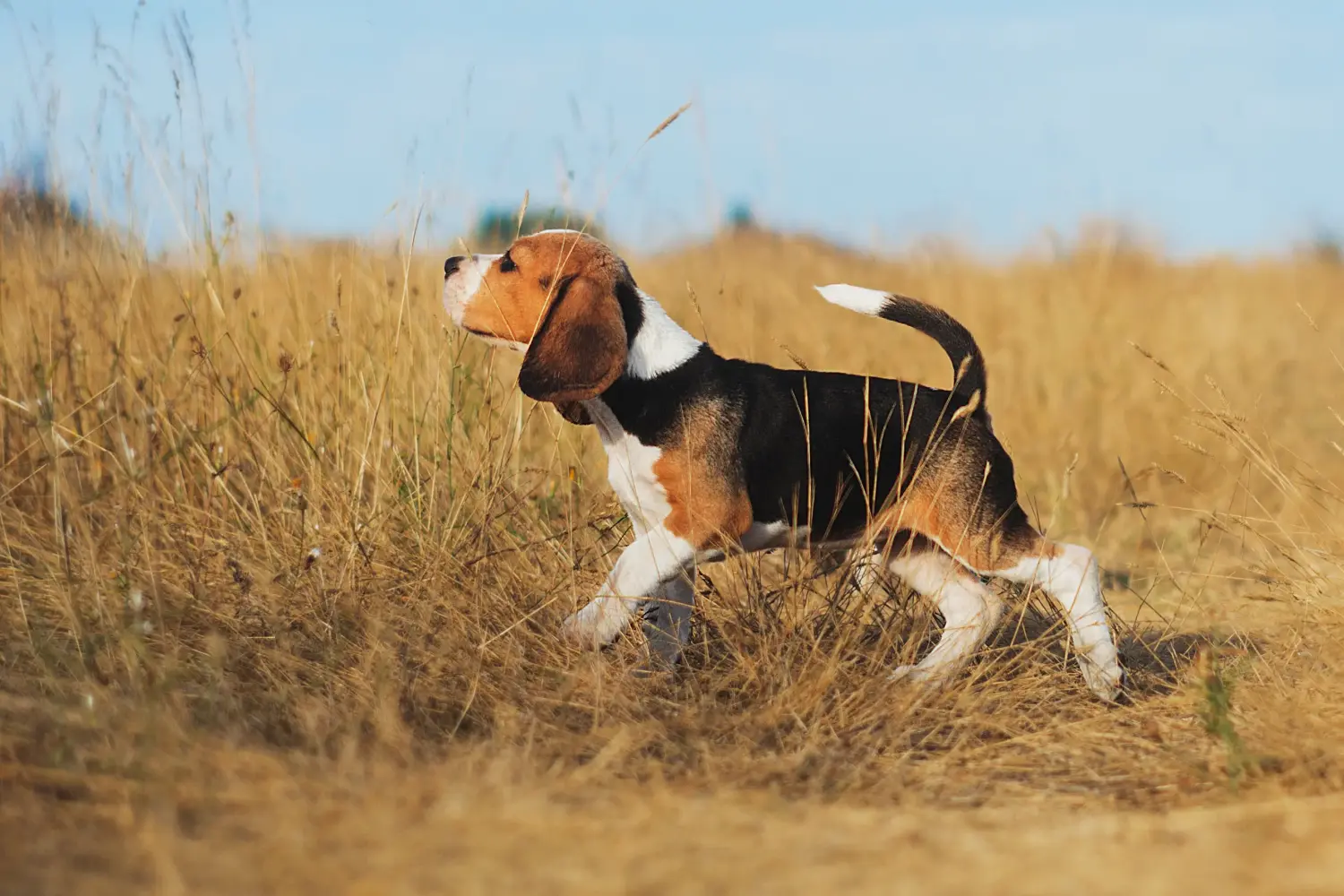 Einen Beagle Welpen zu kaufen, bedeutet Verantwortung zu übernehmen! Beagle Welpen kaufen.