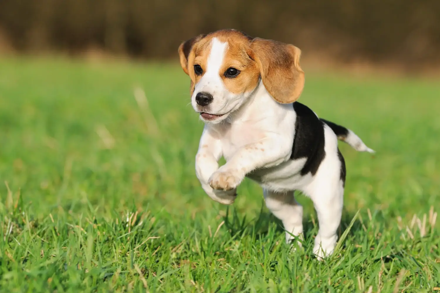 Einen Beagle Welpen zu kaufen, bedeutet Verantwortung zu übernehmen! Beagle Welpen kaufen.