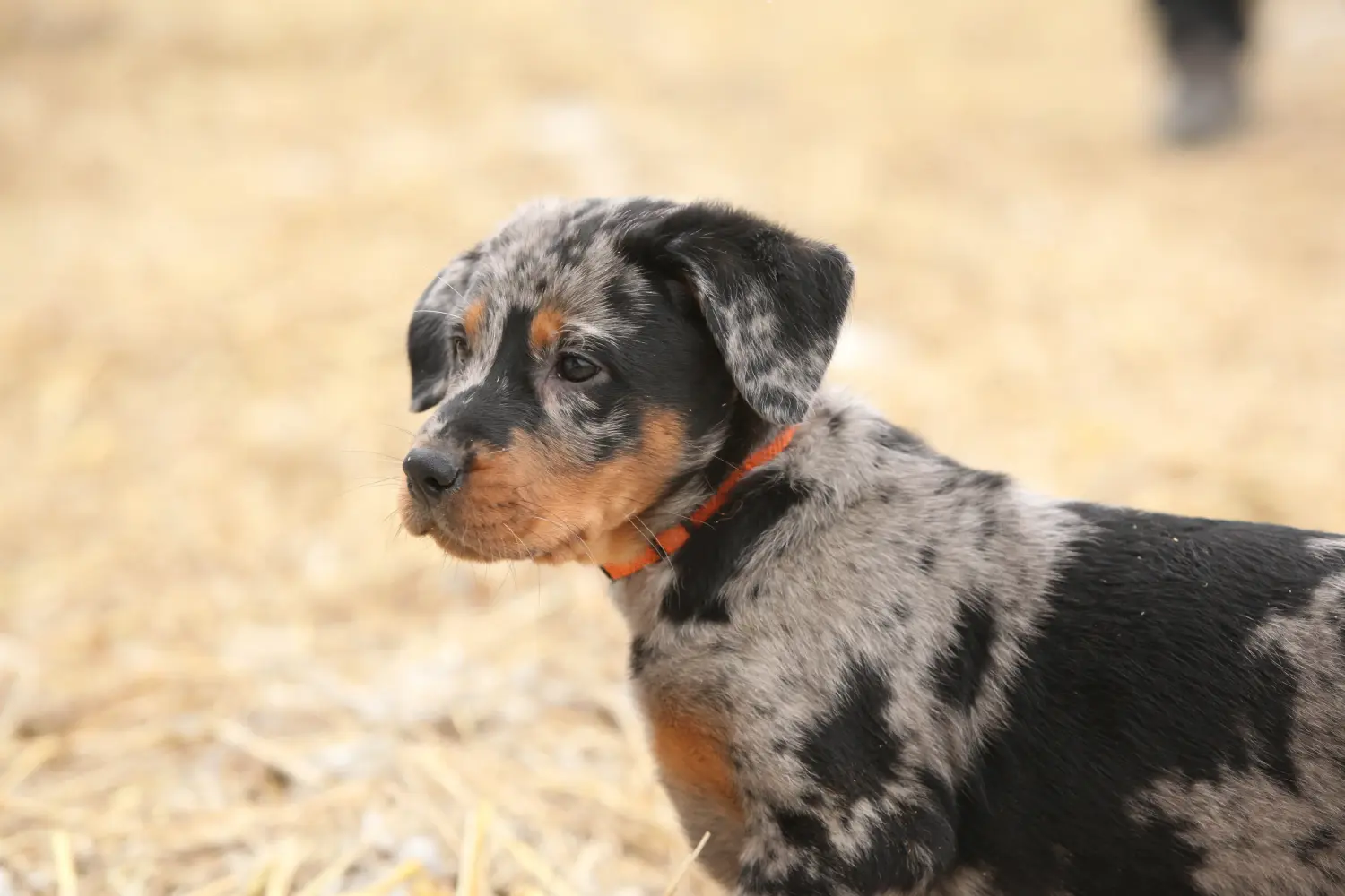 Einen Beauceron Welpen zu kaufen, bedeutet Verantwortung zu übernehmen! Beauceron Welpen kaufen.