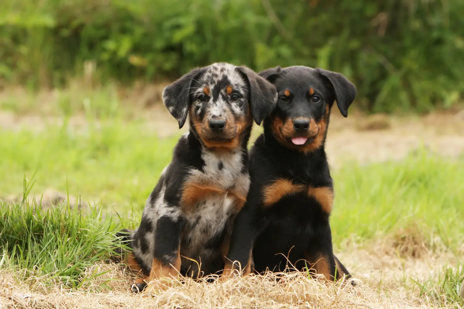 Einen Beauceron Welpen zu kaufen, bedeutet Verantwortung zu übernehmen! Beauceron Welpen kaufen.