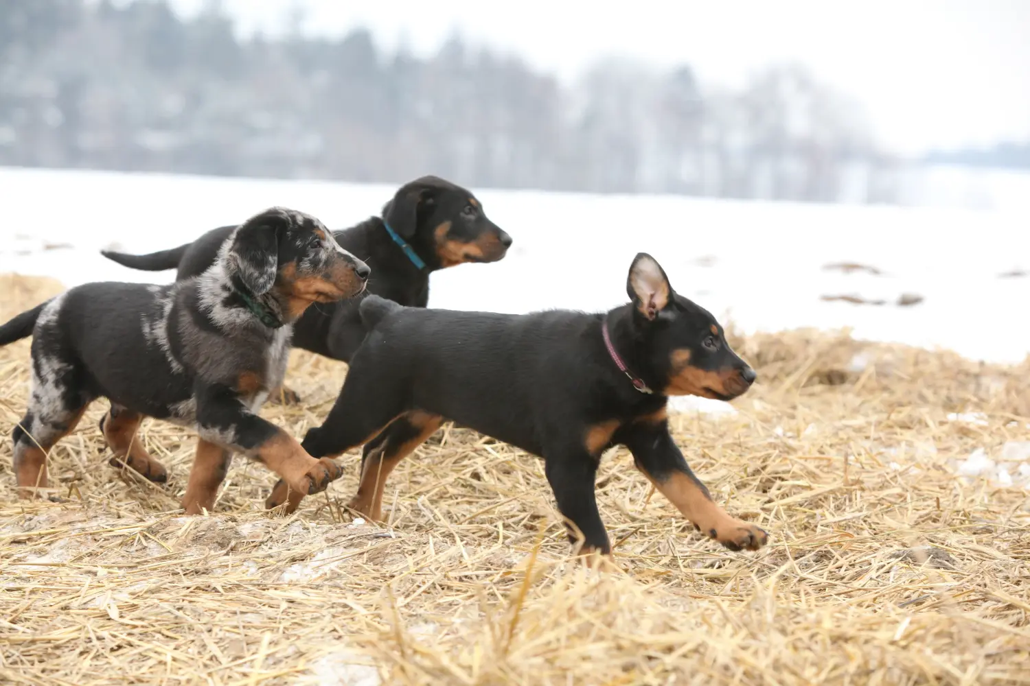 Einen Beauceron Welpen zu kaufen, bedeutet Verantwortung zu übernehmen! Beauceron Welpen kaufen.