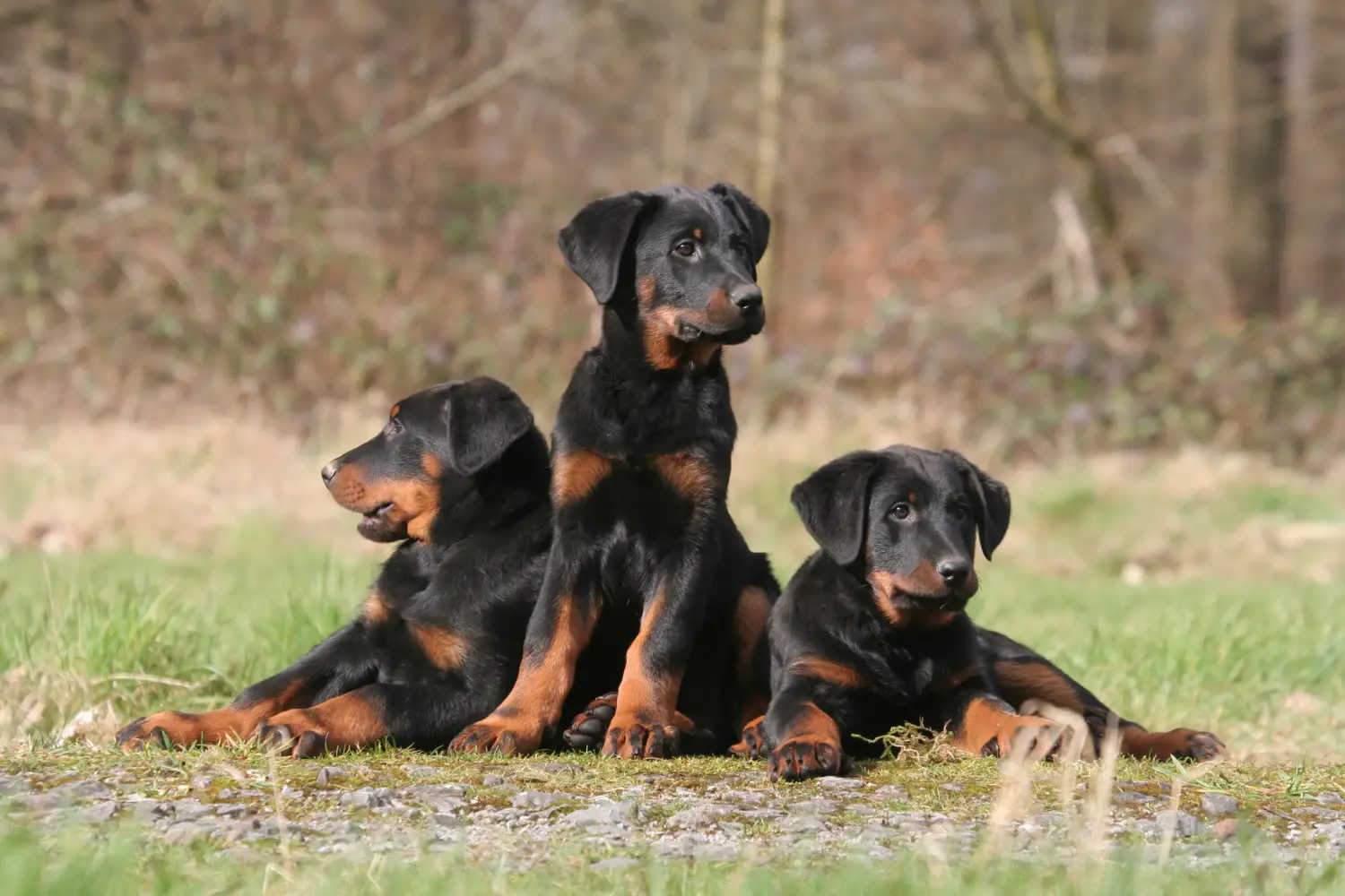 Einen Beauceron Welpen zu kaufen, bedeutet Verantwortung zu übernehmen! Beauceron Welpen kaufen.