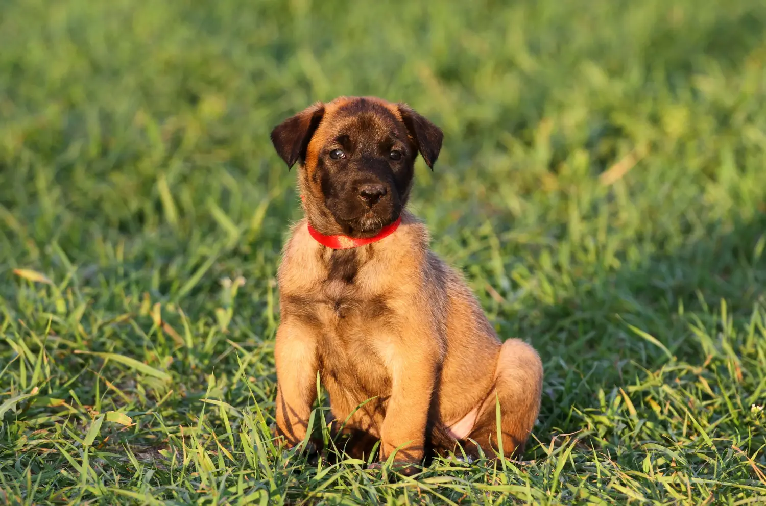 Einen Belgischen Schäferhund Welpen zu kaufen, bedeutet Verantwortung zu übernehmen! Belgischer Schäferhund Welpen kaufen.