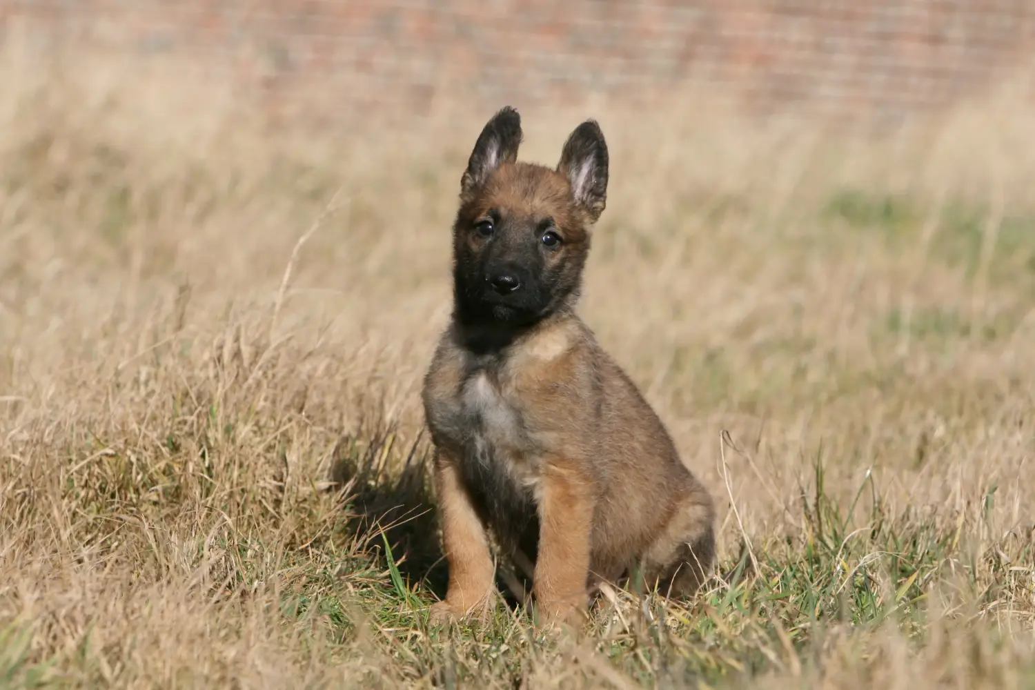 Einen Belgischen Schäferhund Welpen zu kaufen, bedeutet Verantwortung zu übernehmen! Belgischer Schäferhund Welpen kaufen.