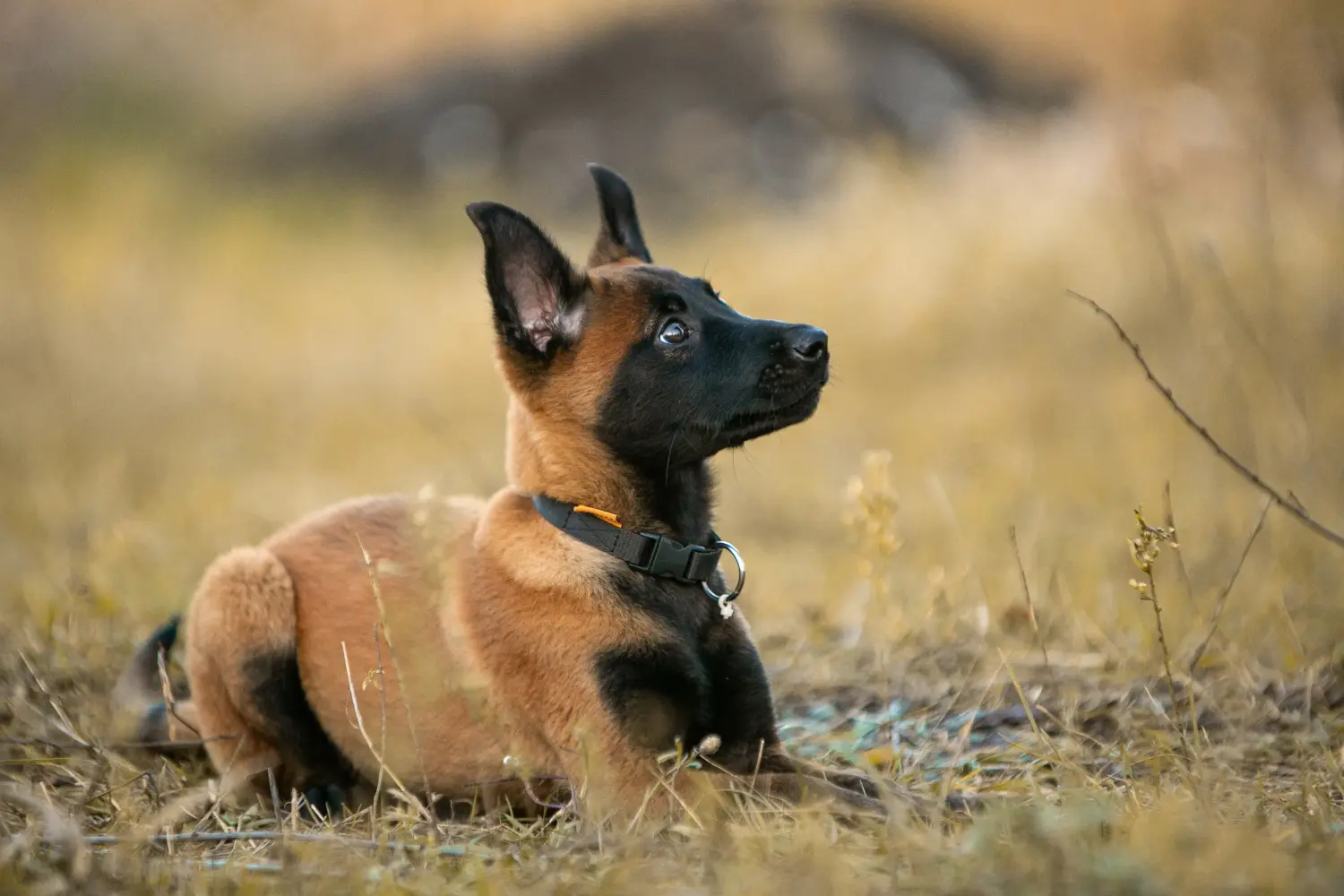 Einen Belgischen Schäferhund Welpen zu kaufen, bedeutet Verantwortung zu übernehmen! Belgischer Schäferhund Welpen kaufen.