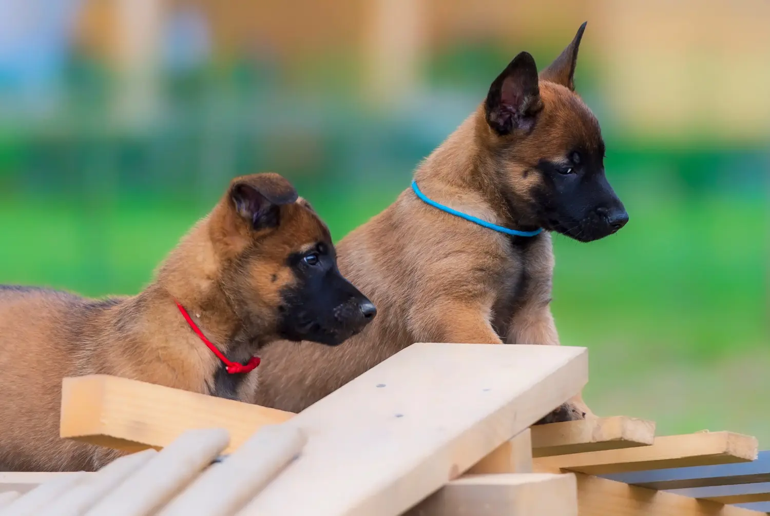 Einen Belgischen Schäferhund Welpen zu kaufen, bedeutet Verantwortung zu übernehmen! Belgischer Schäferhund Welpen kaufen.