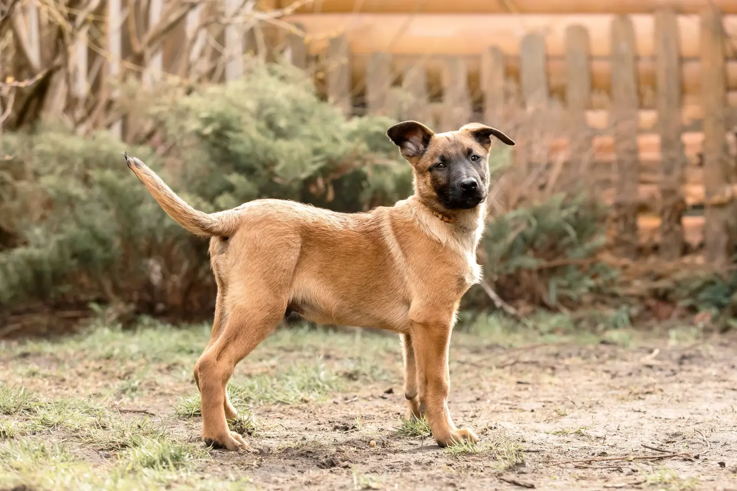 Einen Belgischen Schäferhund Welpen zu kaufen, bedeutet Verantwortung zu übernehmen! Belgischer Schäferhund Welpen kaufen.
