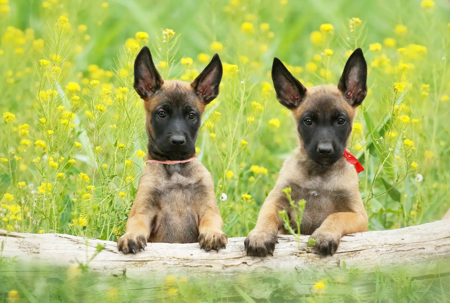 Einen Belgischen Schäferhund Welpen zu kaufen, bedeutet Verantwortung zu übernehmen! Belgischer Schäferhund Welpen kaufen.