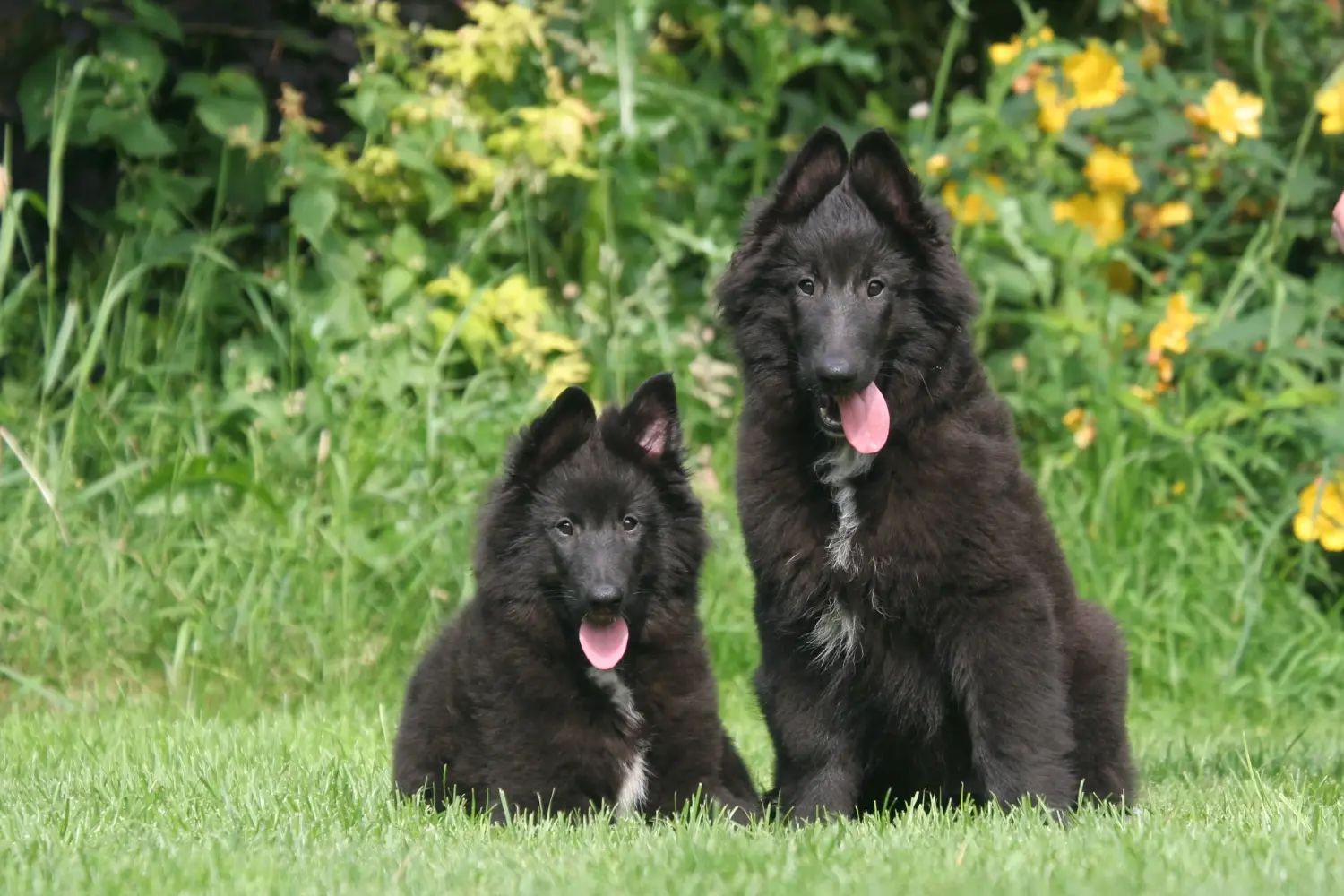 Einen Belgischen Schäferhund Welpen zu kaufen, bedeutet Verantwortung zu übernehmen! Belgischer Schäferhund Welpen kaufen.