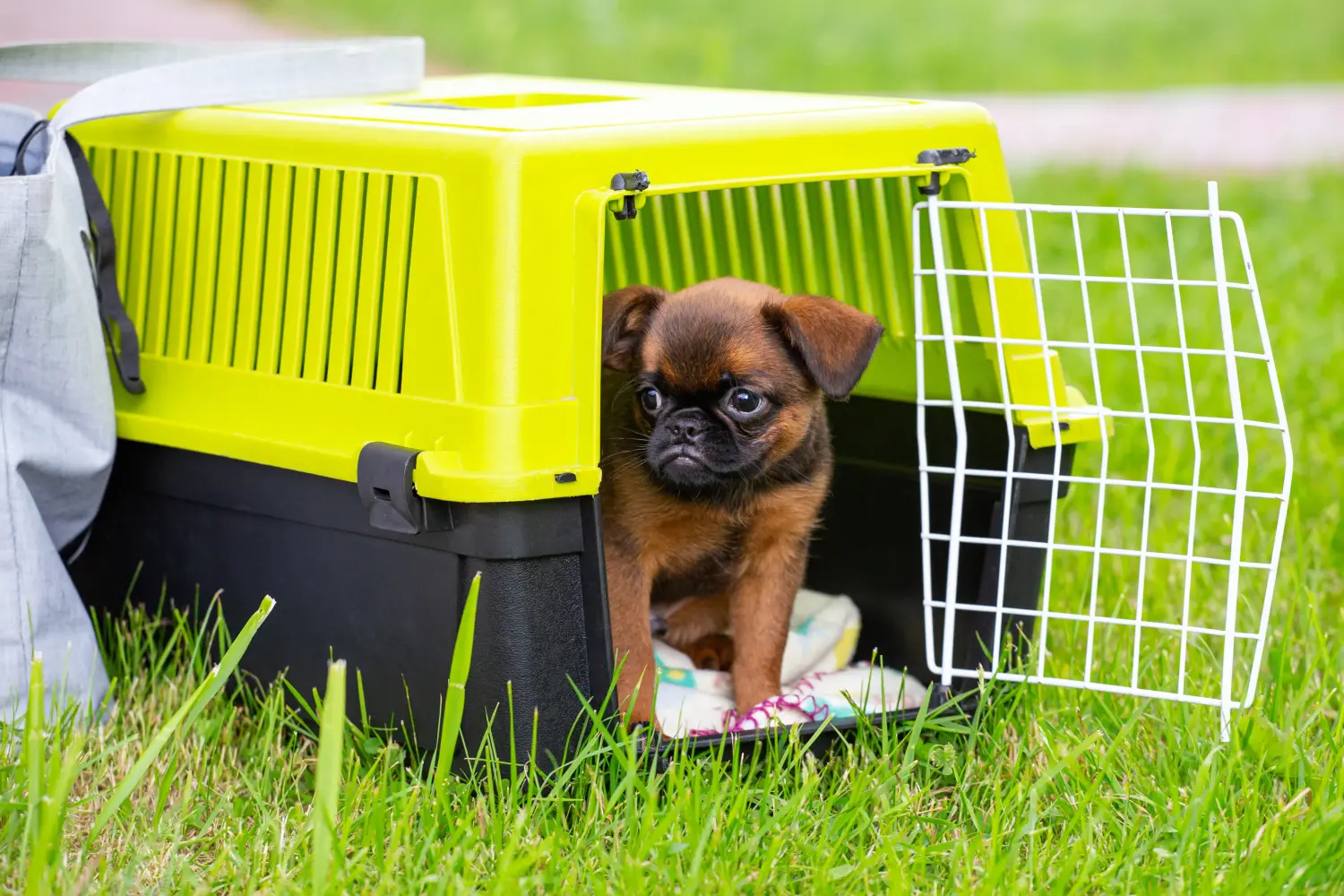Einen Belgischen Zwerggriffon Welpen zu kaufen, bedeutet Verantwortung zu übernehmen! Belgischer Zwerggriffon Welpen kaufen.