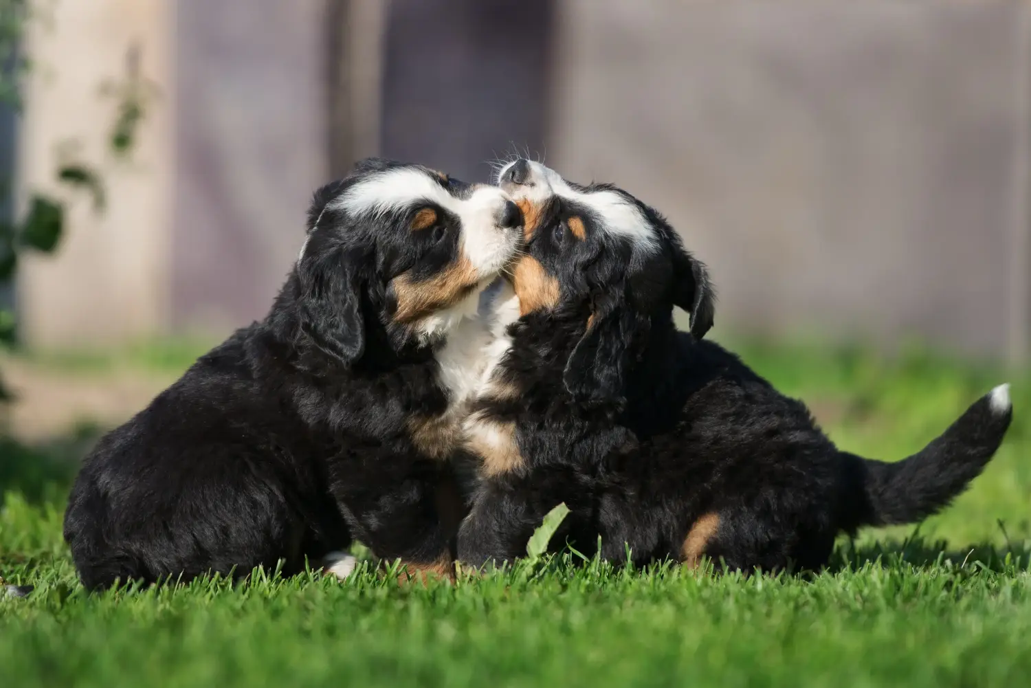 Einen Berner Sennenhund Welpen zu kaufen, bedeutet Verantwortung zu übernehmen! Berner Sennenhund Welpen kaufen.