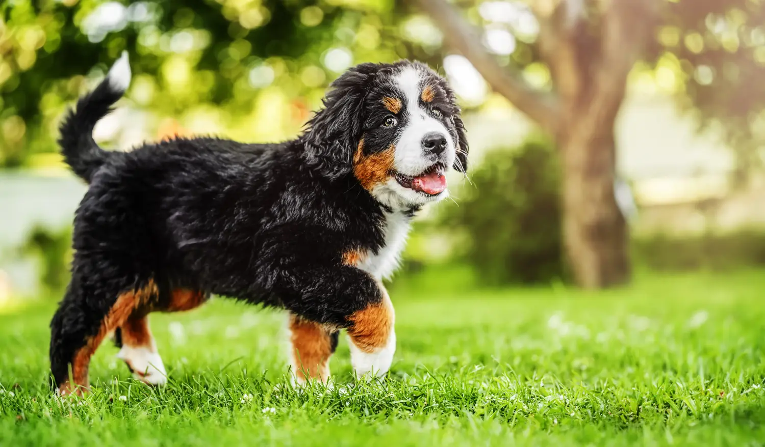 Einen Berner Sennenhund Welpen zu kaufen, bedeutet Verantwortung zu übernehmen! Berner Sennenhund Welpen kaufen.