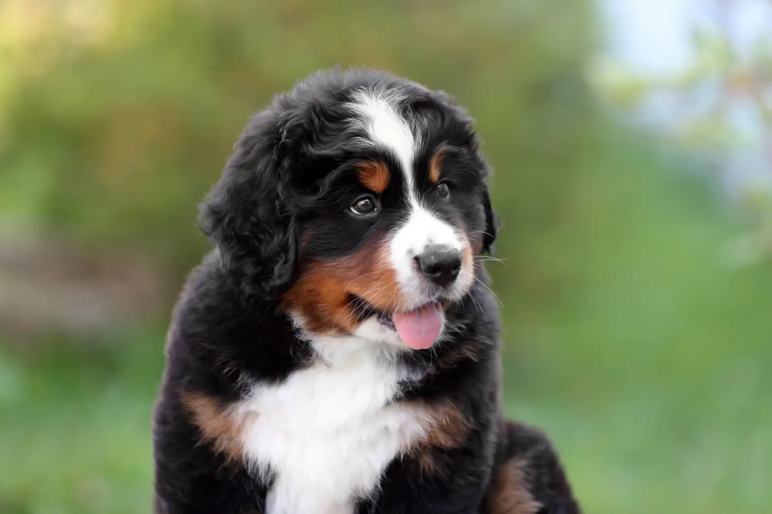 Einen Berner Sennenhund Welpen zu kaufen, bedeutet Verantwortung zu übernehmen! Berner Sennenhund Welpen kaufen.